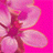 avatar verovilla